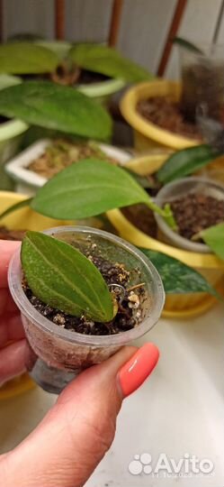 Дисхидия овата (арбузики)