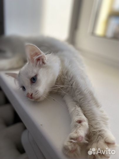 Кошечка в добрые руки