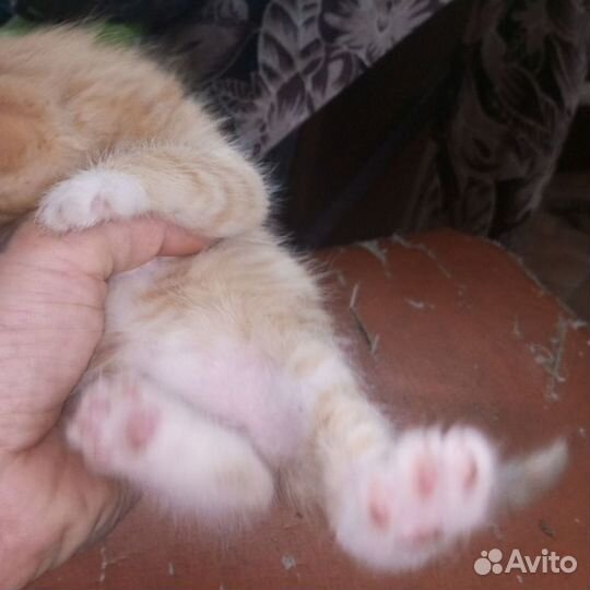 Кошки в добрые руки