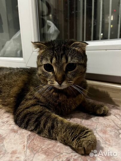 Кошки в добрые руки породистые