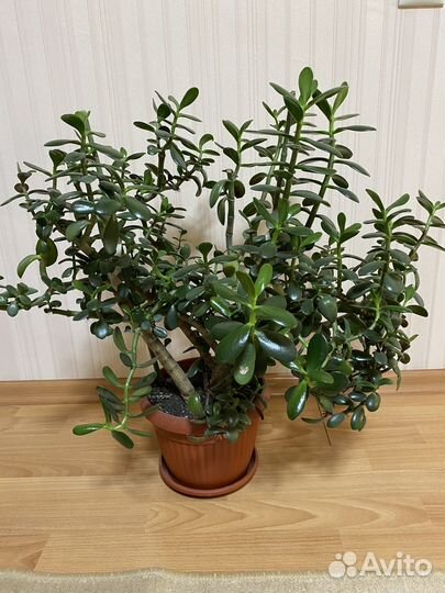 Комнатные цветы