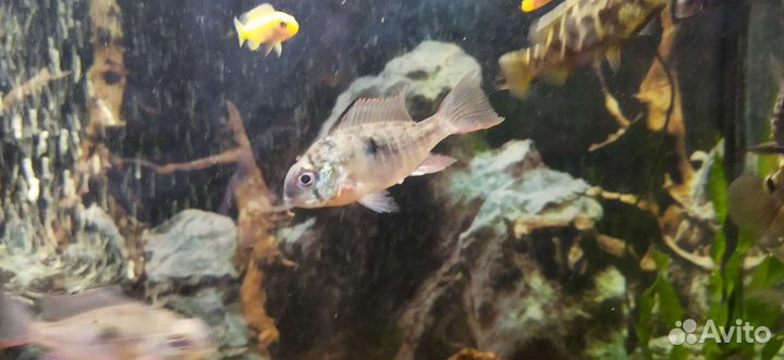 Рыбки для аквариума (цихлиды)