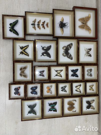 Насекомые в рамке