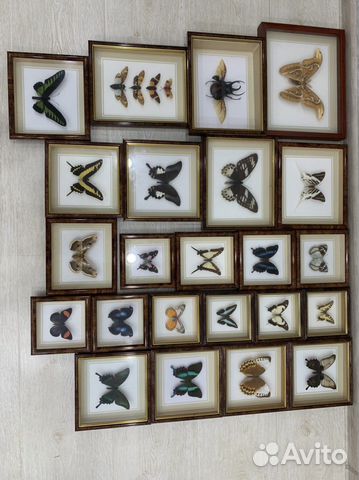 Насекомые в рамке