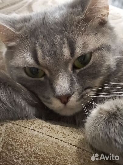 Кошка в дар