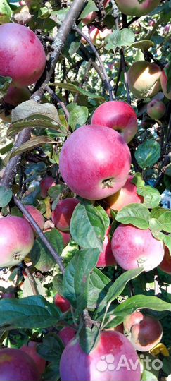 Яблоки сорт Москвичка
