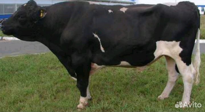 Телята бычки