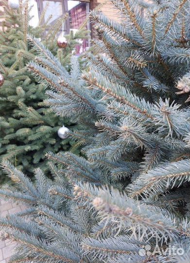 Ель 1.2м