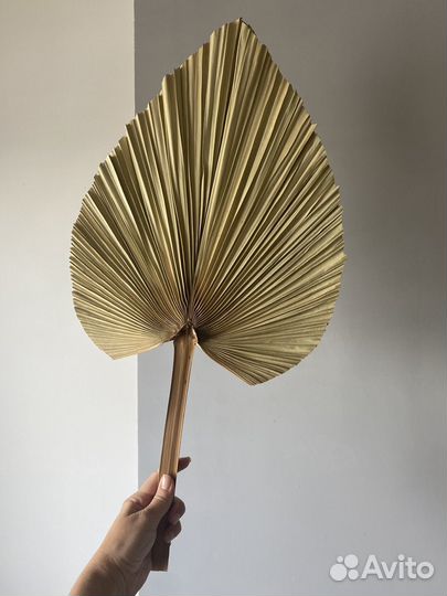 Листья Пальмы