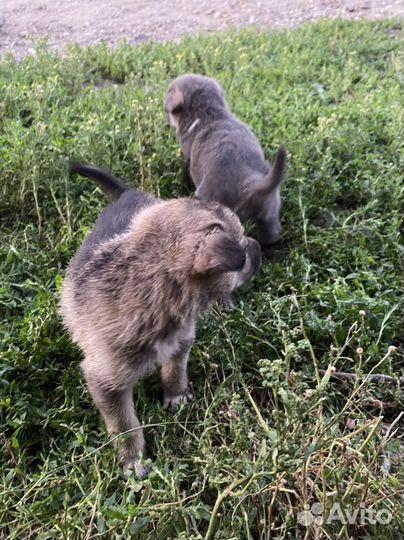 Собаки щенки
