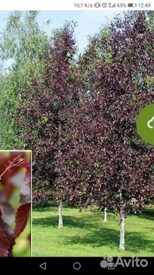 Берёза краснолистная