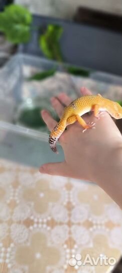 Геккон эублефар