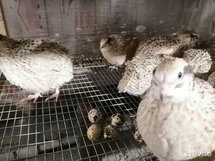 Перепела породы Феникс, перепелки-несушки на яйца