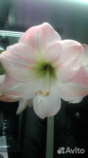 Гиппеаструм