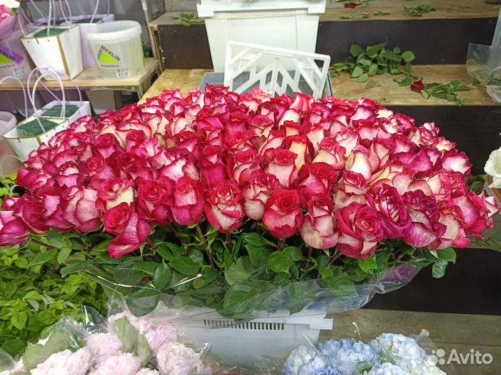 Розы эквадор