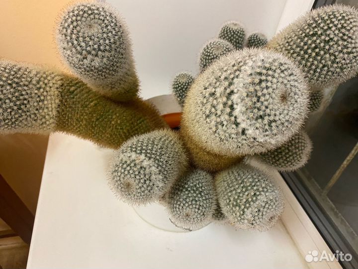 Громадный Кактус (Цветет каждую Весну)
