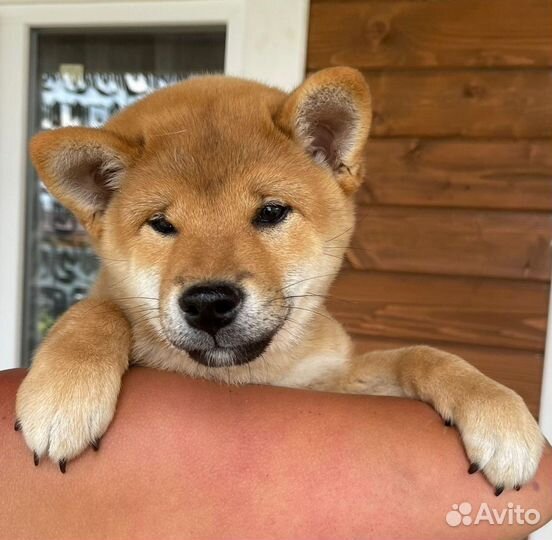 Щенки Сиба ину