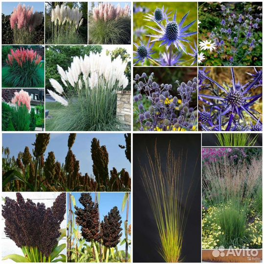 Семена кортадерии,Молинии,Синеголовника,Сорго