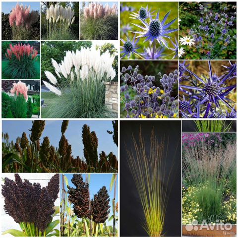 Семена кортадерии,Молинии,Синеголовника,Сорго