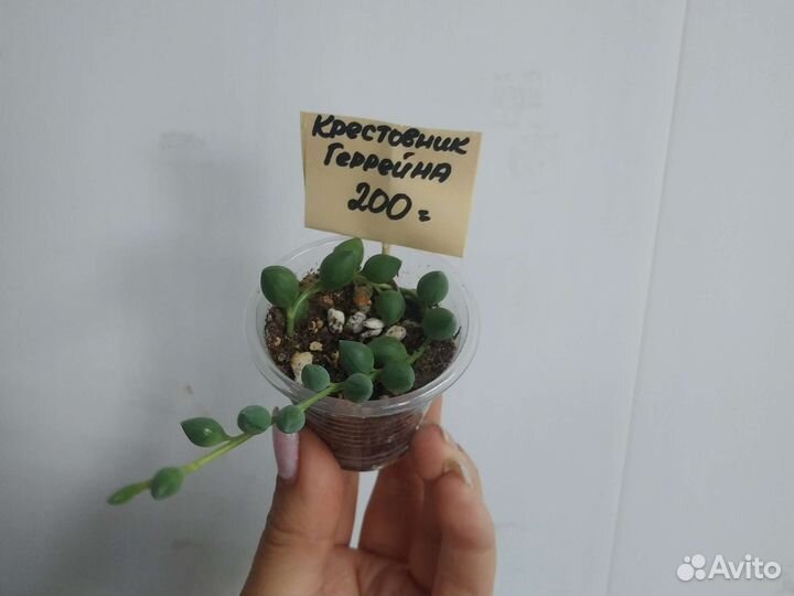 Крестовники