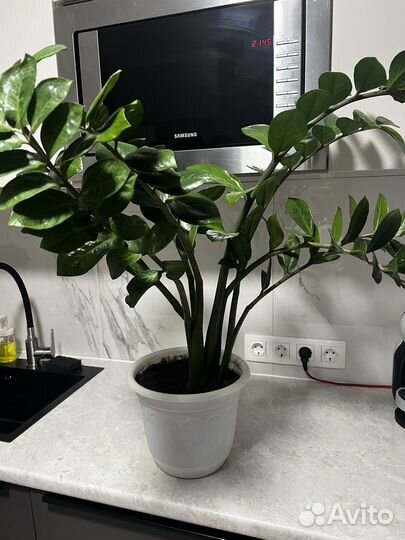 Замиокулькас