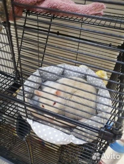 Набор для крыс, хомяков