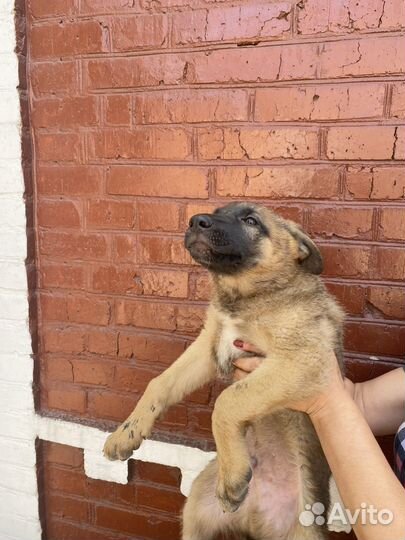 Щенки немецкой овчарки