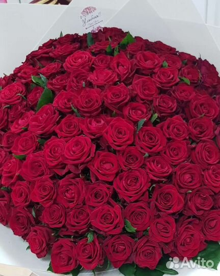 Розы 101, 51, 31, 25 шт. Доставка