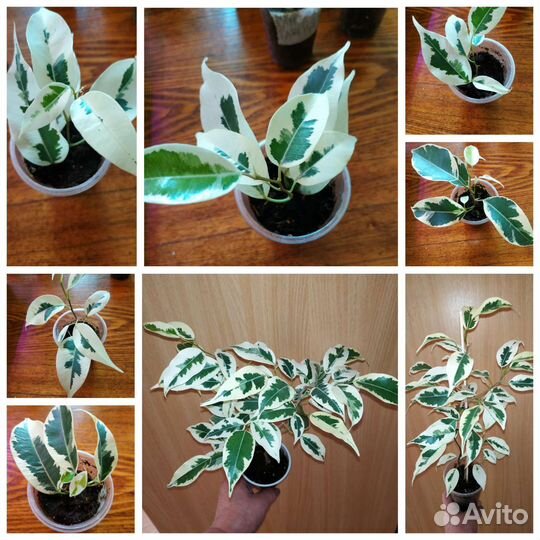 Фикус де Гантель