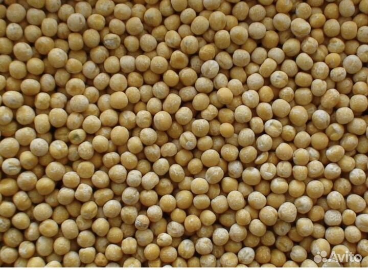 Семена гороха