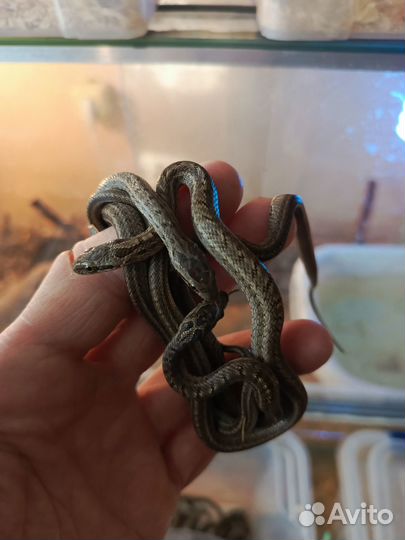 Полозы узорчатые