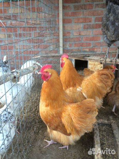 Петух орпинтонг