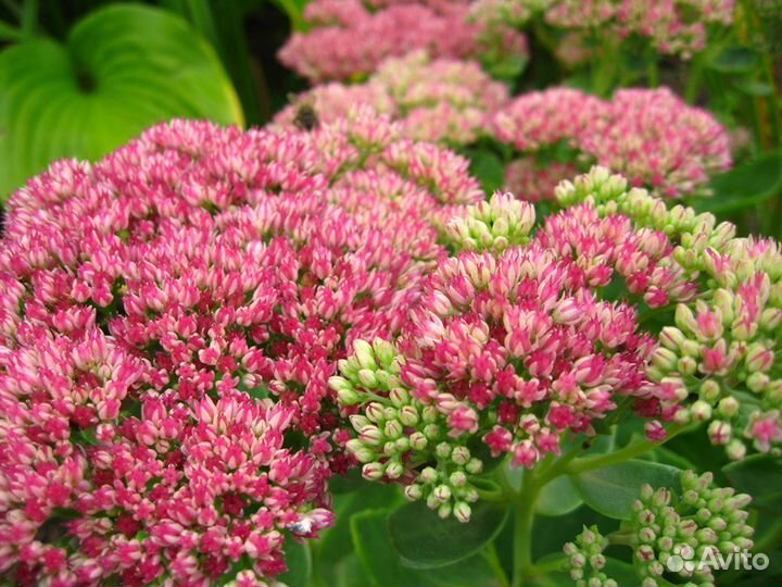 Седум, бадан, купена садовые многолетники