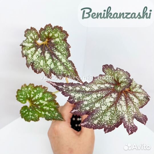 Бегония Benikanzashi