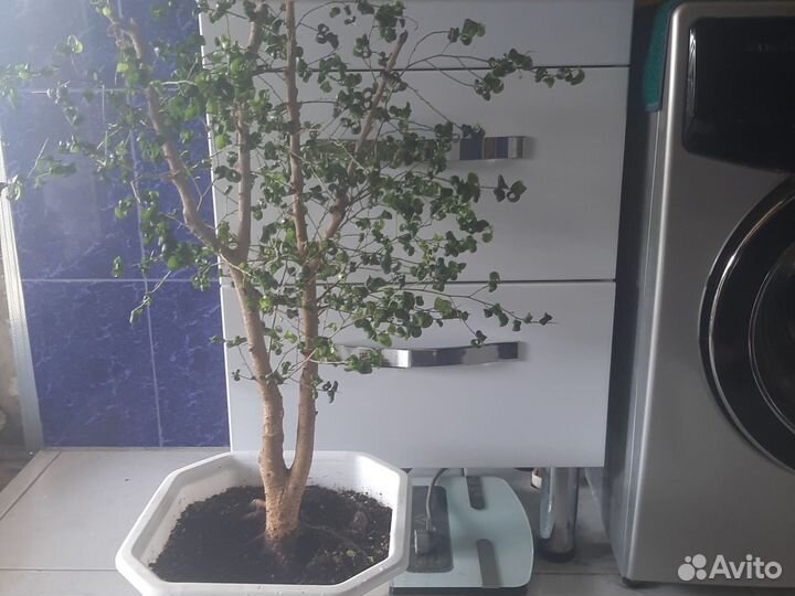 Фикус барокко