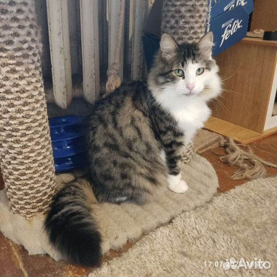Котик в добрые руки