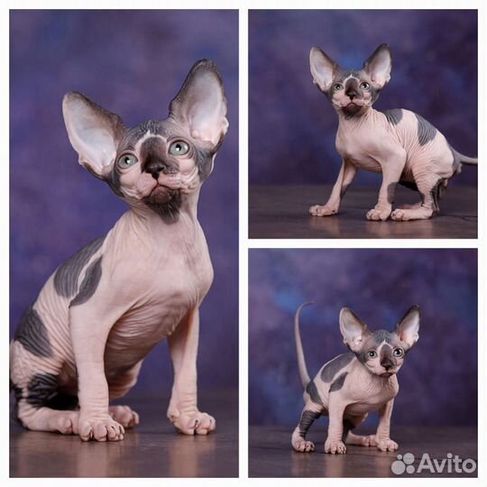 Канадский сфинкс, эльф, бамбино