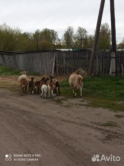 Овцы бараны катумские
