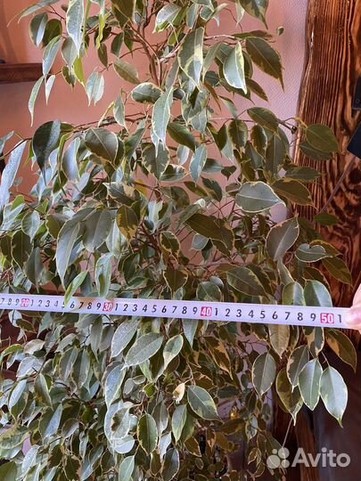 Фикус бенджамина