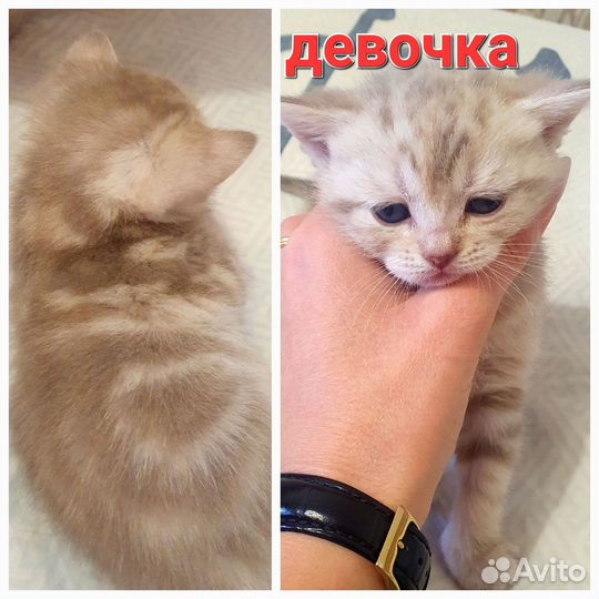 Шотландские котята