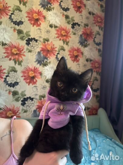 Котята