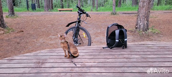 Рюкзак переноска для животных
