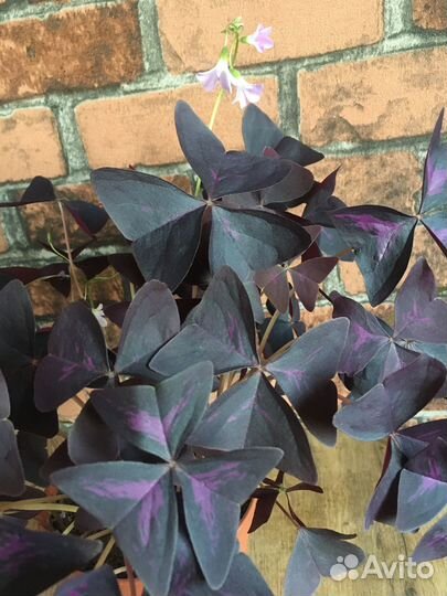 Кислица (Оксалис)