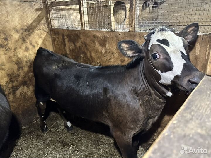 Телка 3 месяца