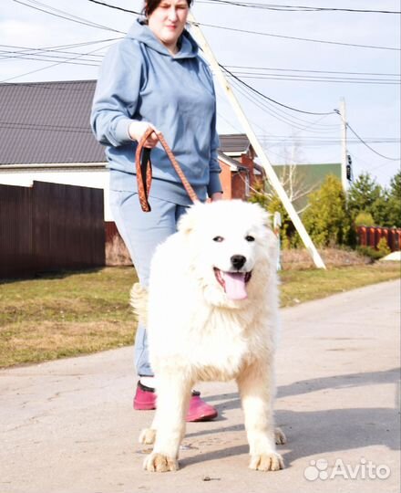 Щенок кавказской овчарки