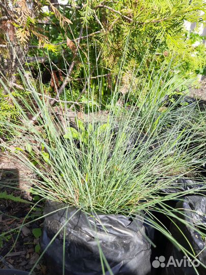 Овсяница сизая