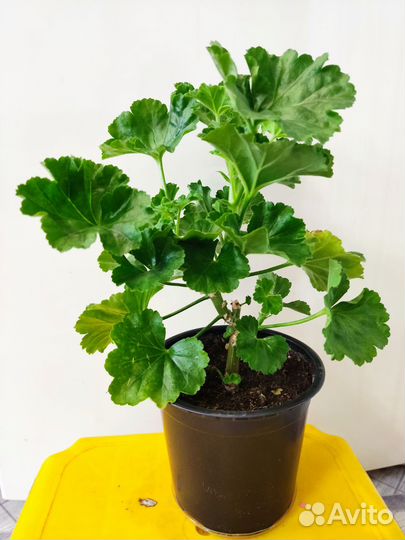 Пеларгония Red Pandora