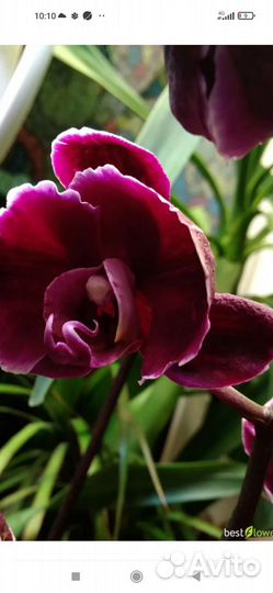 Орхидея фаленопсис