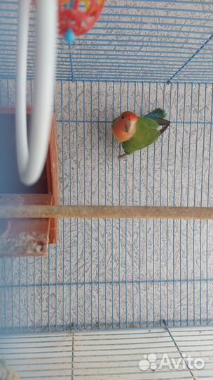 Неразлучник