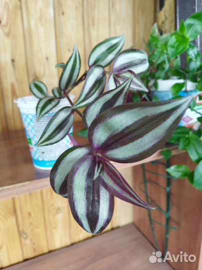 Традесканции разных сортов